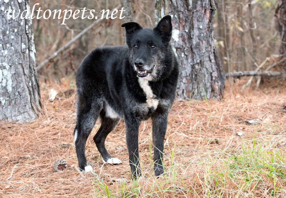 Senior black German Shepherd with grey muzzle Picture