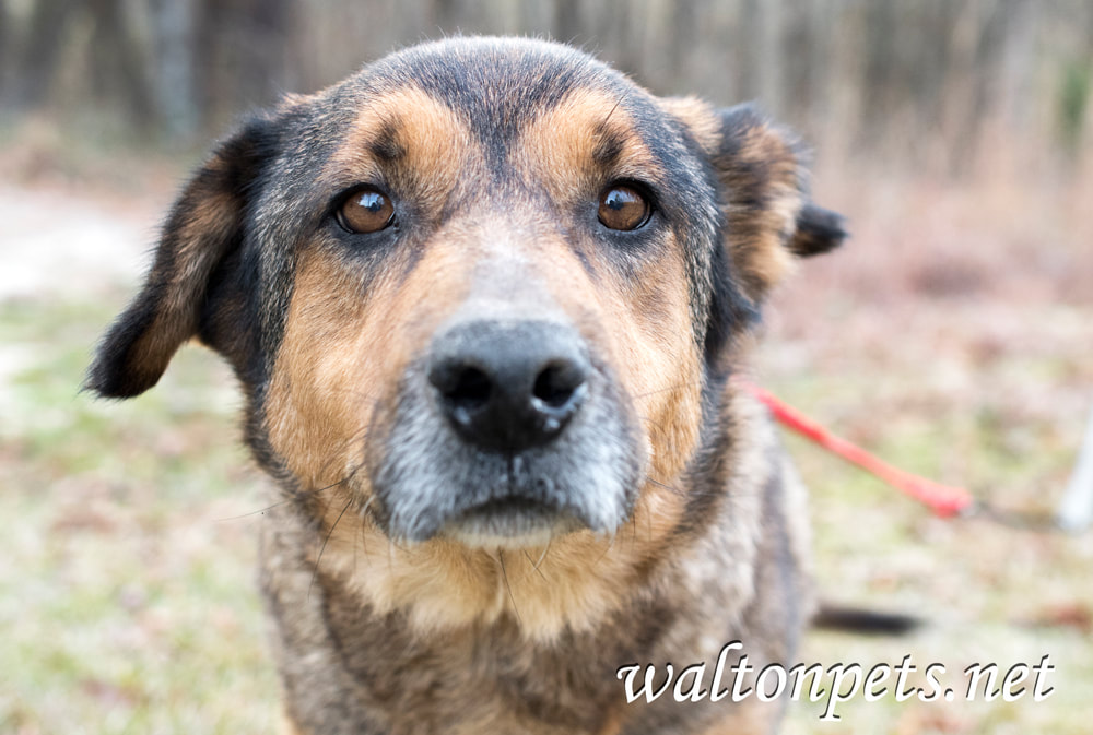 Senior Shepherd Collie mix breed dog Picture
