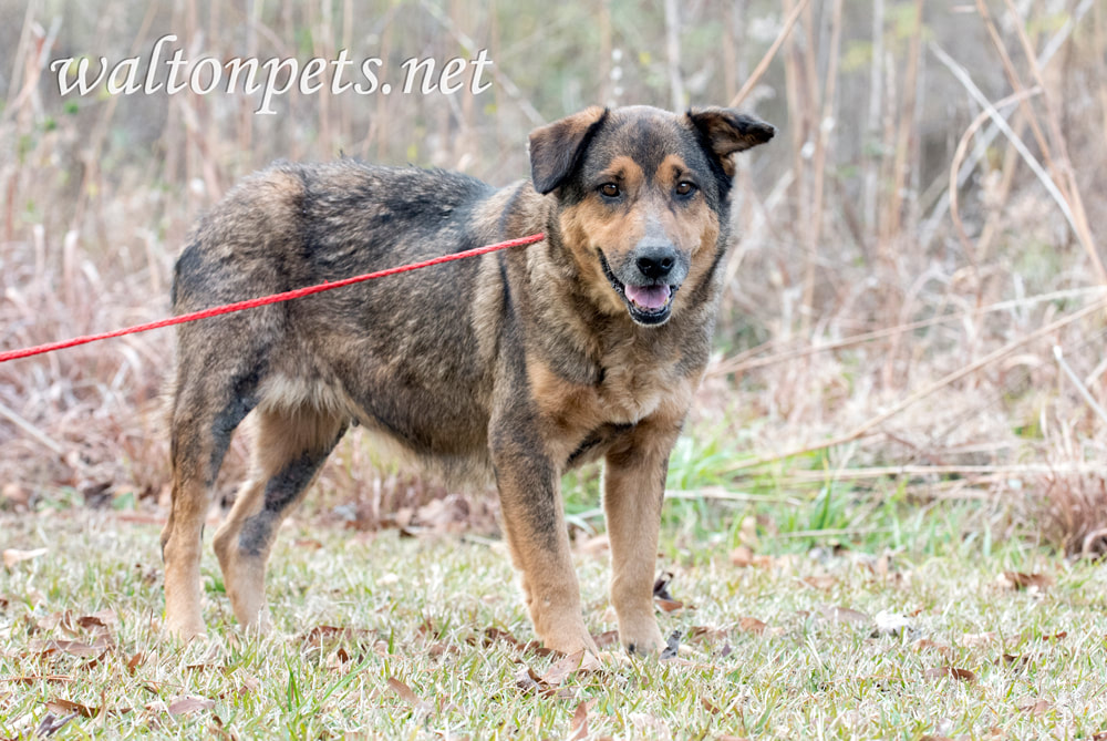 Senior Shepherd Collie mix breed dog Picture
