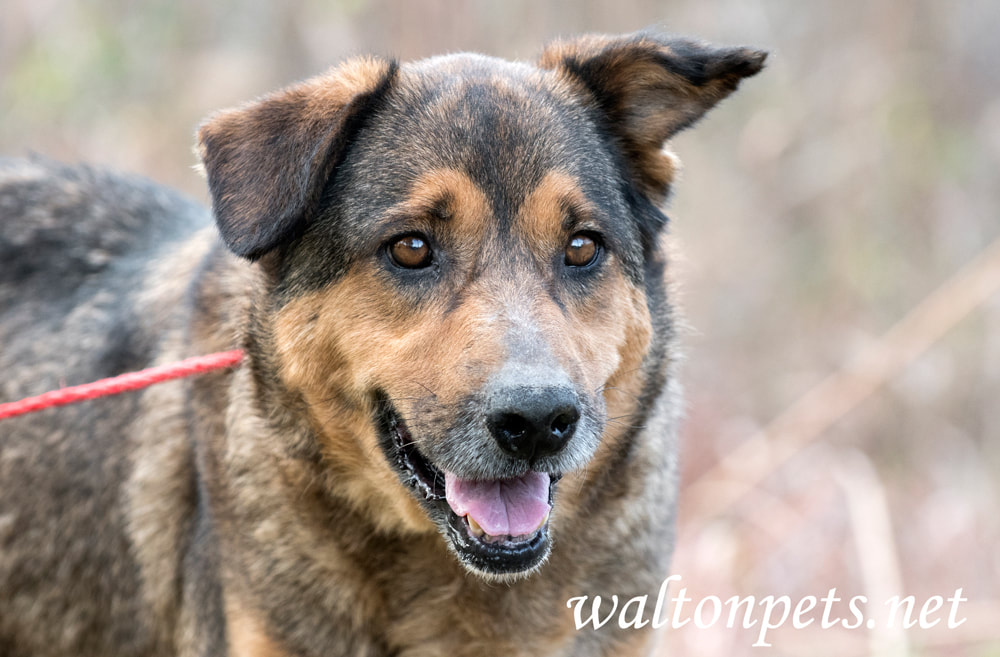 Senior Shepherd Collie mix breed dog Picture