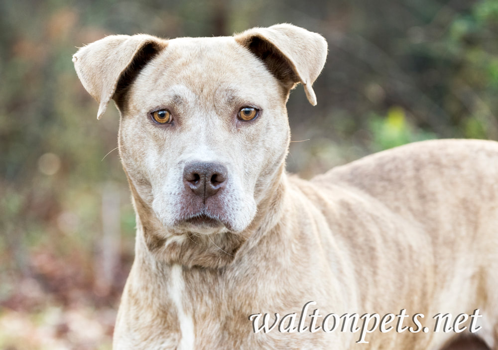 Lactating nursing mother pitbull terrier dog Picture