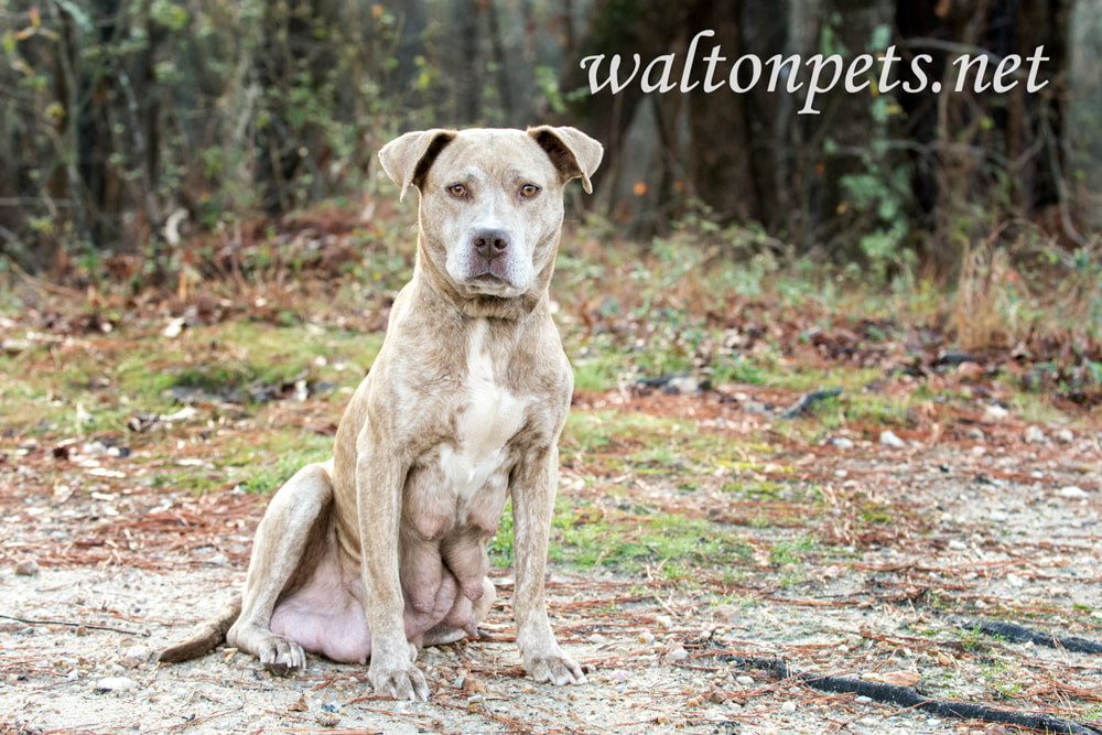Lactating nursing mother pitbull terrier dog Picture