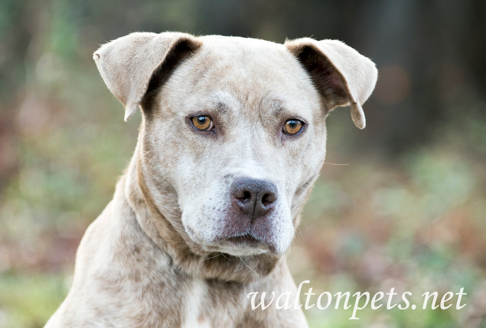 Lactating nursing mother pitbull terrier dog Picture