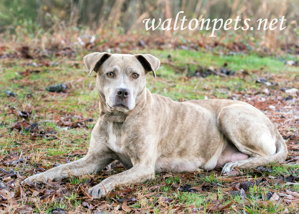 Lactating nursing mother pitbull terrier dog Picture