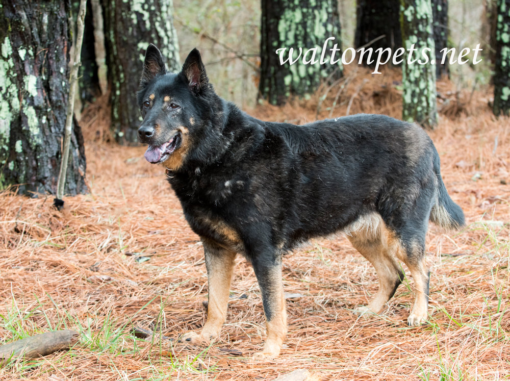 Senior black and tan German Shepherd Dog outside on leash Picture
