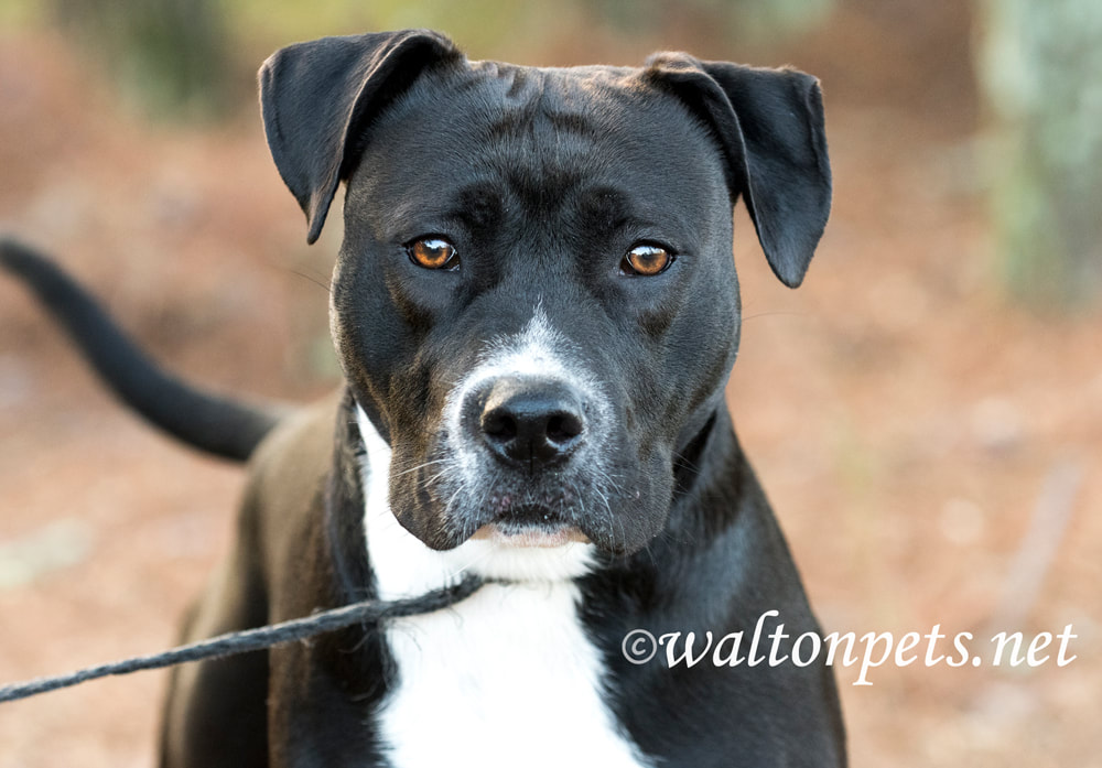 Black and White Pitbull Mastiff mixed breed dog wagging tail Picture