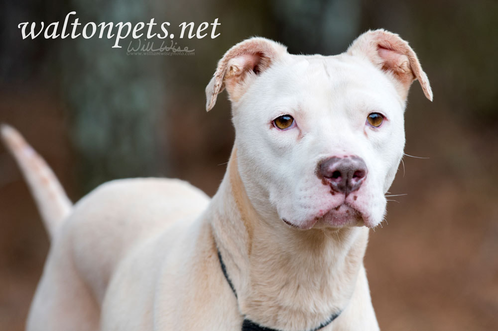 Female white American Pitbull Terrier Picture