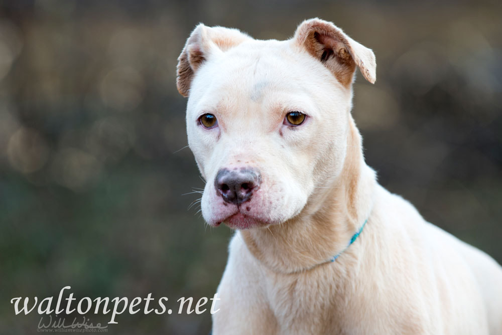Female white American Pitbull Terrier Picture