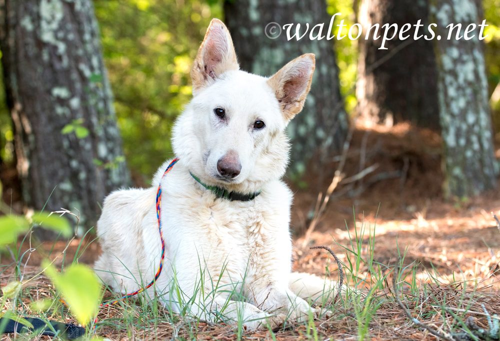 White German Shepherd Dog laying down outside in the trees Picture