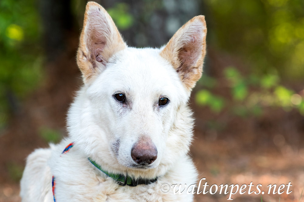 White German Shepherd Dog laying down outside in the trees Picture