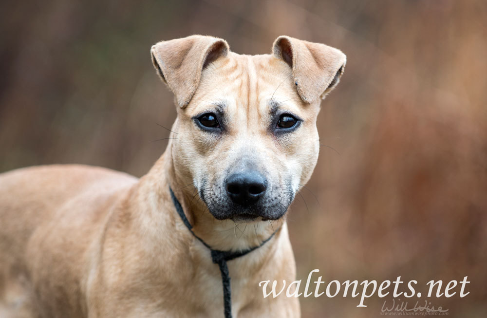 Young tan female pitbull puppy dog outdoors Picture