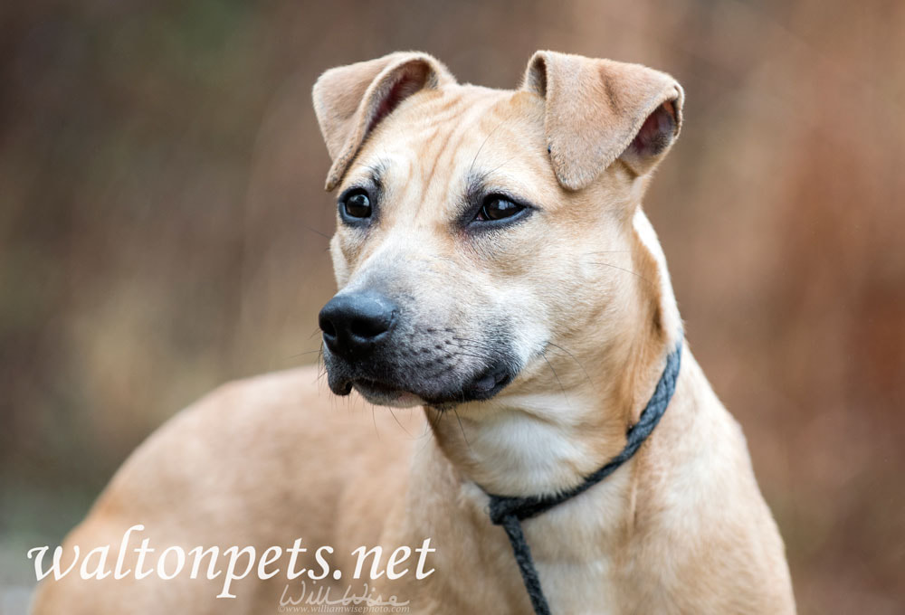 Young tan female pitbull puppy dog outdoors Picture