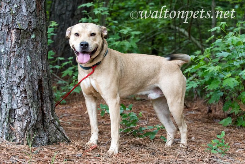 Tan male Shepherd Pitbull mix dog Picture
