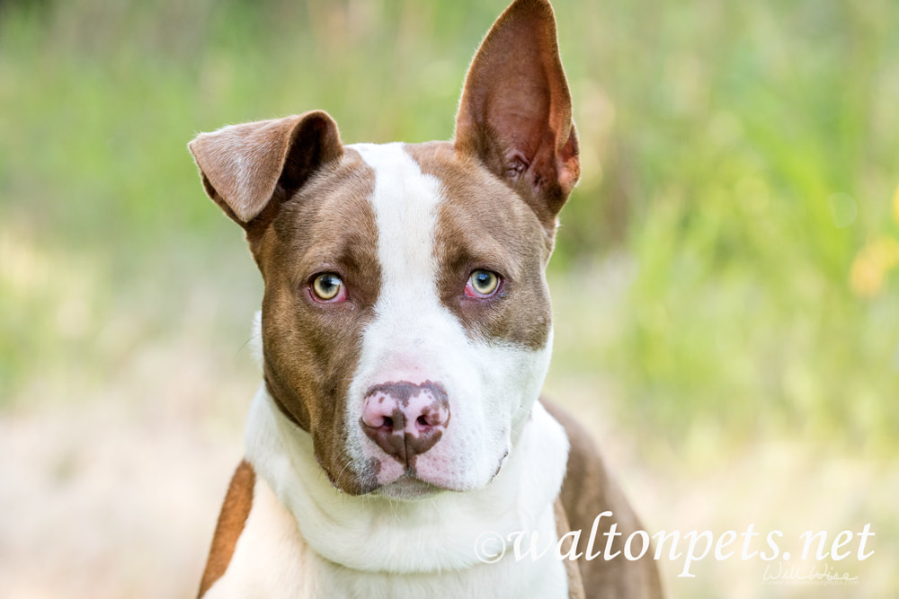 Cute puppy dog with one ear up and one ear down Picture
