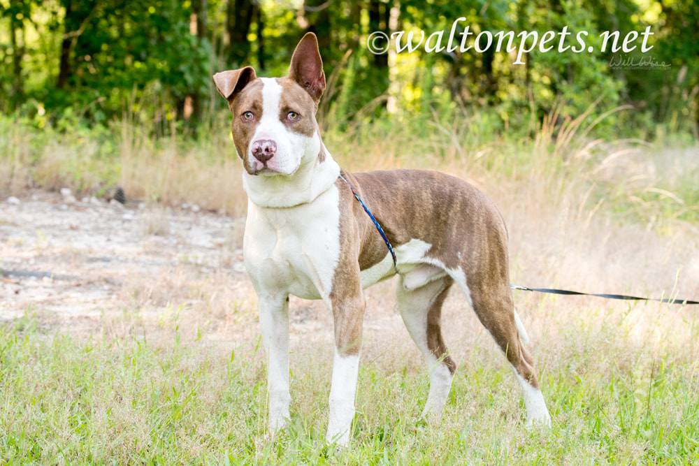 Brindle and white eight month old bulldog mix puppy with one floppy ear outside on leash for animal shelter adoption rescue Picture
