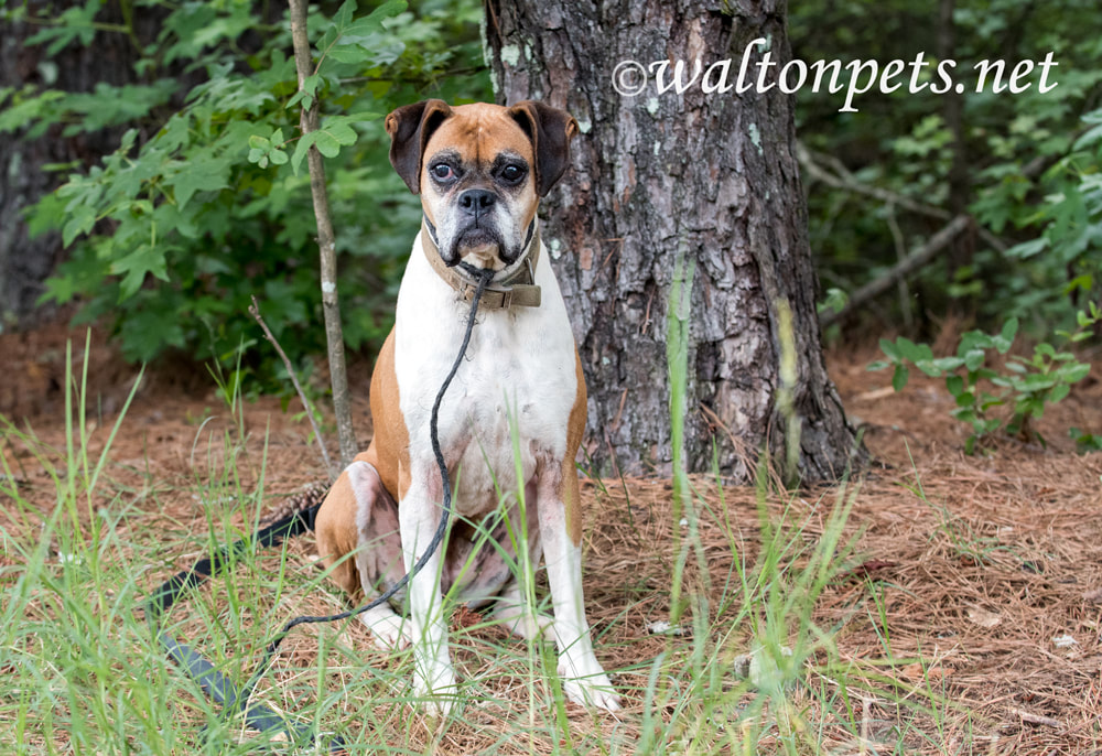 Senior female Boxer dog laying down on leash Picture