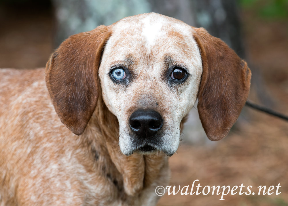 Female Redtick Coonhound with one blue eye and floppy ears outside on leash Picture