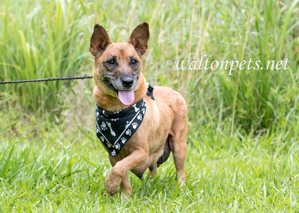 Small mixed breed female dog outside on leash, recently had puppies and has milk Picture