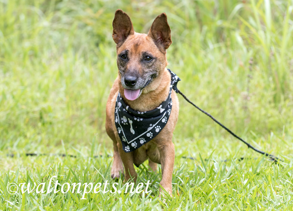 Lactating female mother dog. Tan Corgi Shepherd Chihuahua mixed breed dog outside on leash Picture