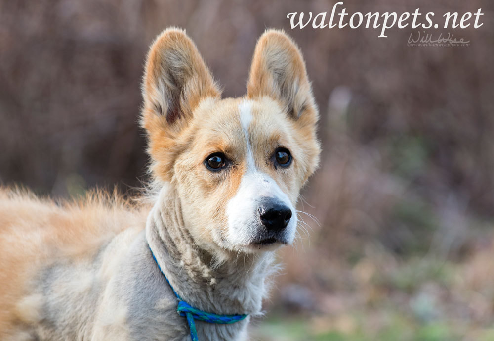 Senior Corgi mixed breed dog Picture