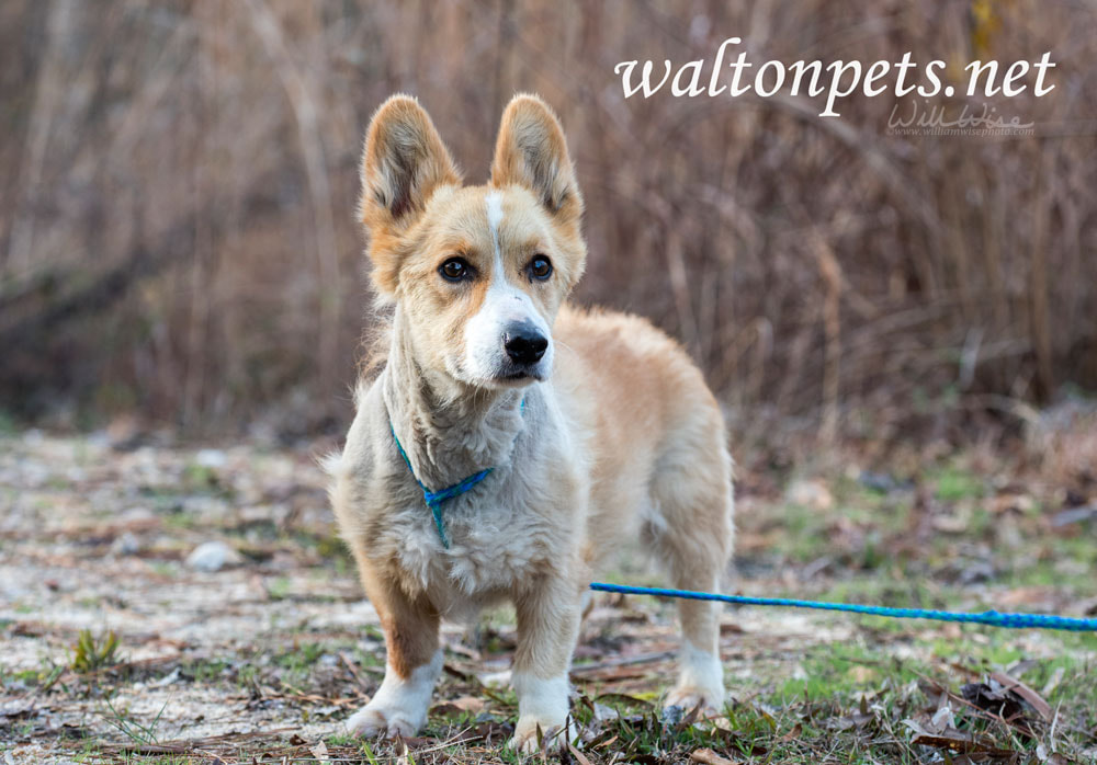 Senior Corgi mixed breed dog Picture