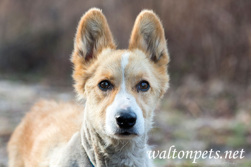Senior Corgi mixed breed dog Picture