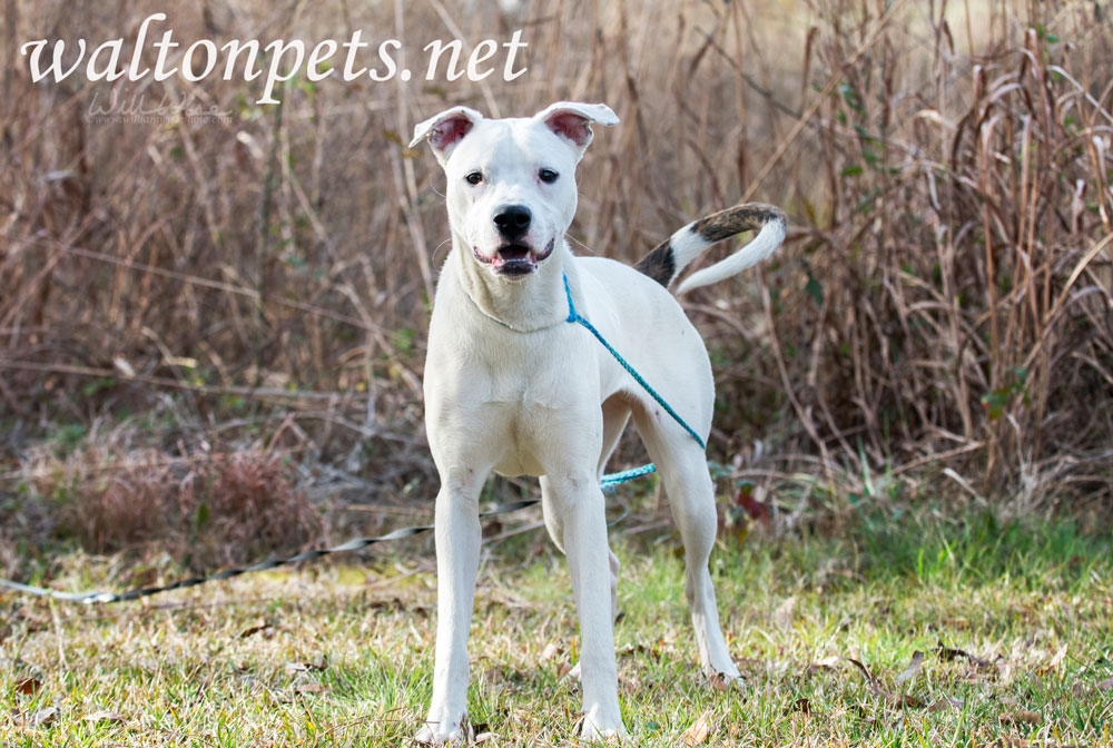 Happy white puppy dog wagging tail Picture