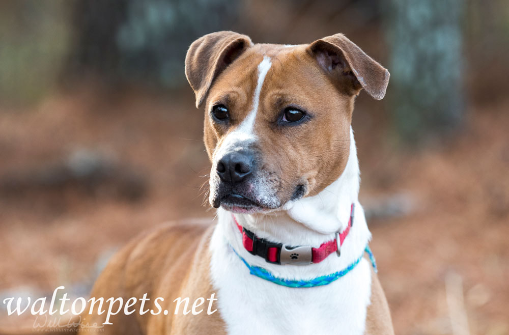 Boxer mixed breed dog with red collar outdoors on leash Picture
