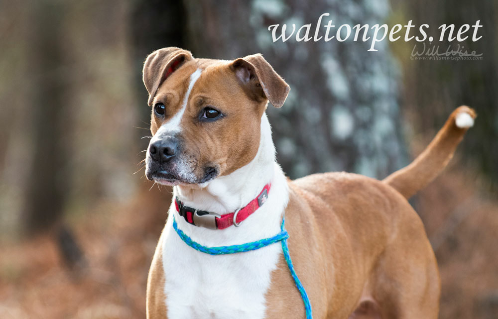 Boxer mixed breed dog with red collar outdoors on leash Picture