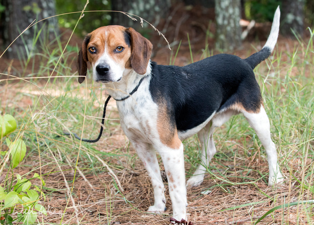 Rabbit hunting Beagle hound dog with floppy ears Picture