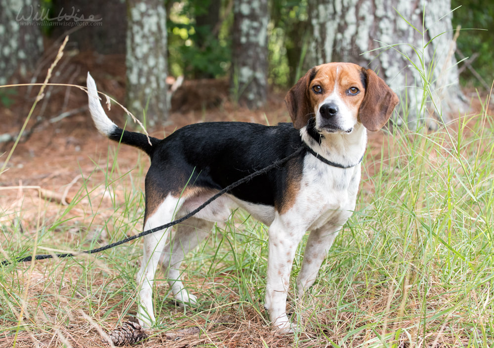 Rabbit hunting Beagle hound dog with floppy ears Picture