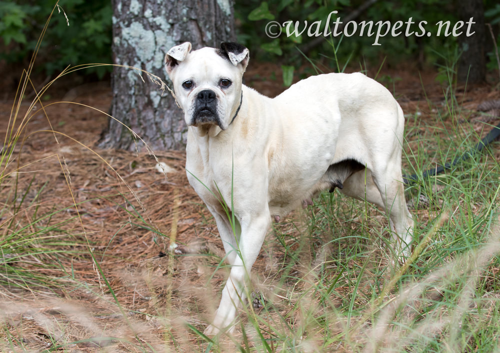 White Boxer Bulldog mixed breed dog with docked tail Picture