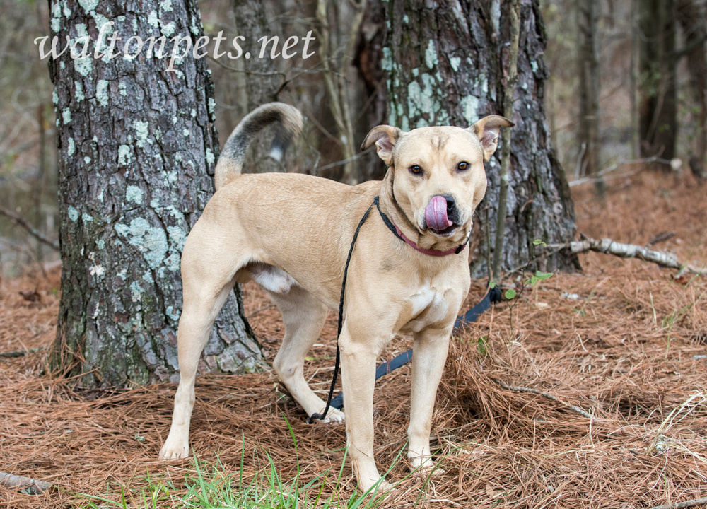 Mastiff Shepherd Bulldog mixed breed dog Picture