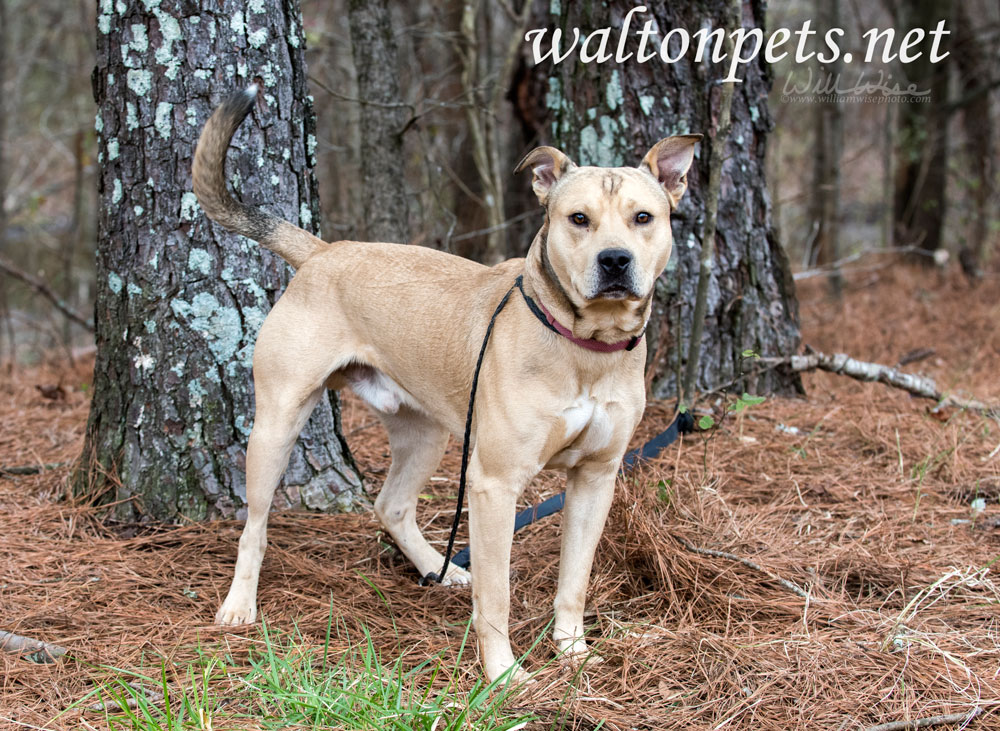 Mastiff Shepherd Bulldog mixed breed dog Picture