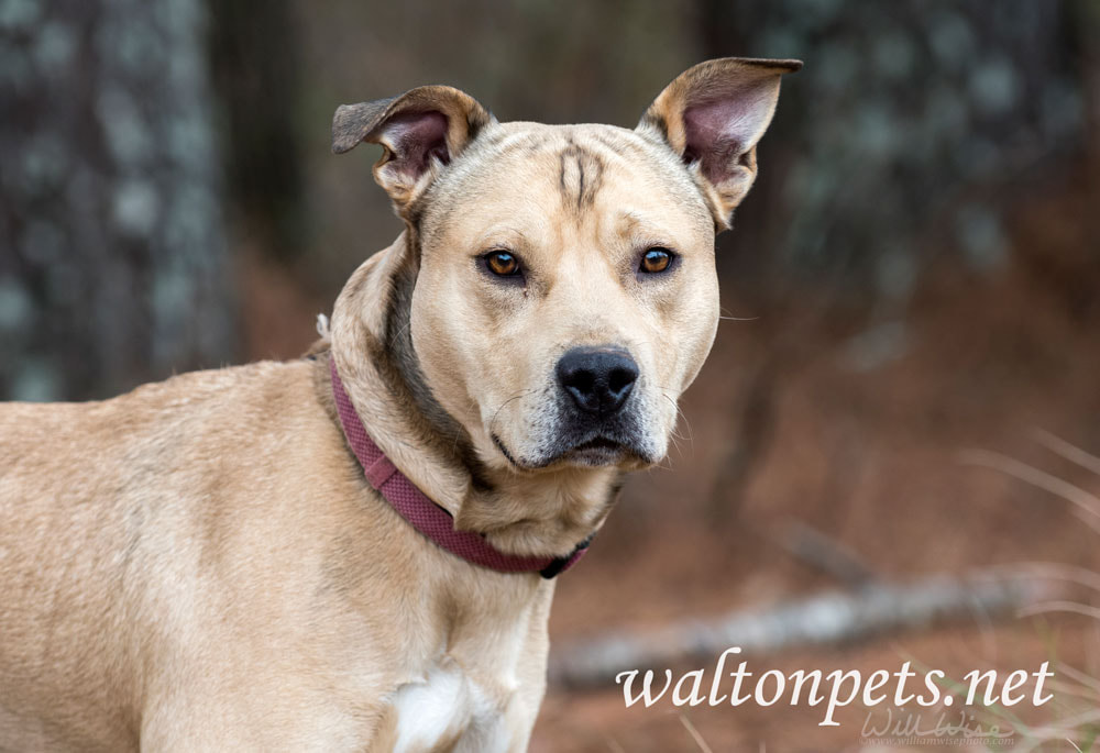 Mastiff Shepherd Bulldog mixed breed dog Picture