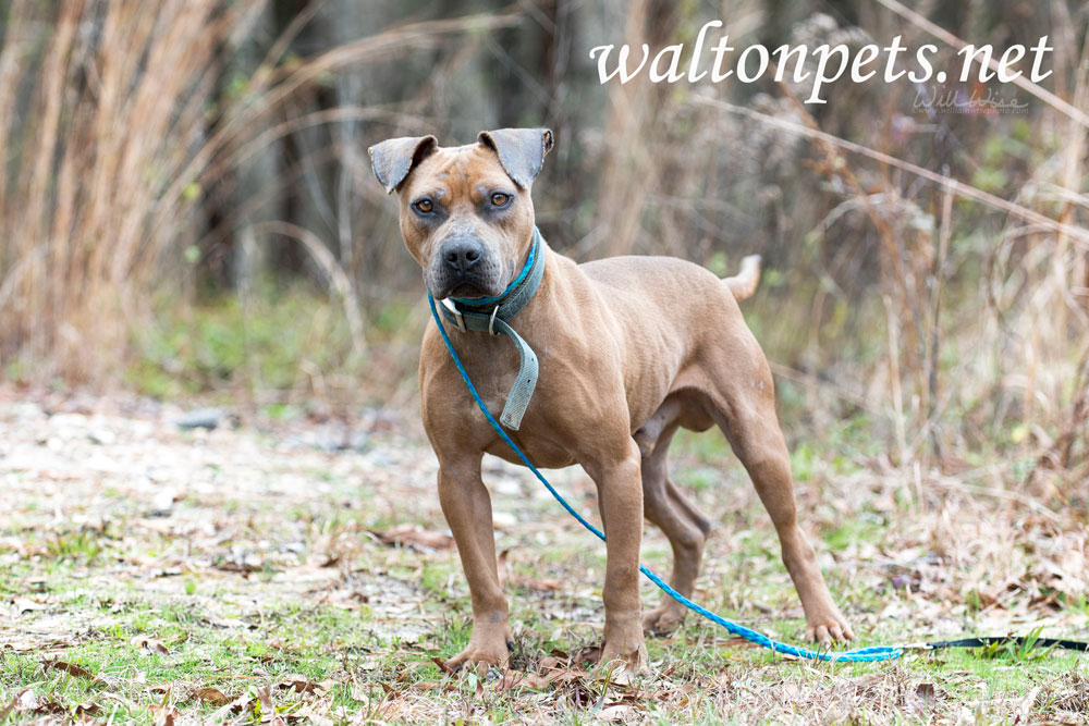Bulldog outside with blue collar and leash Picture