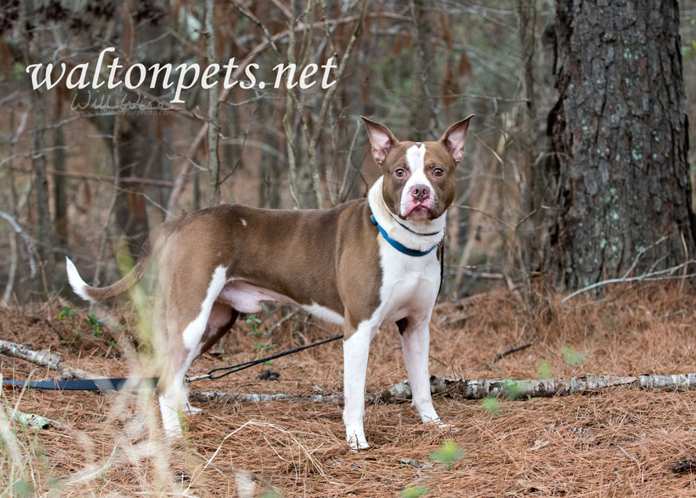 Staffordshire Bull Terrier Pitbull Bulldog mixed breed dog Picture