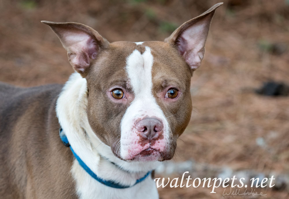 Staffordshire Bull Terrier Pitbull Bulldog mixed breed dog Picture