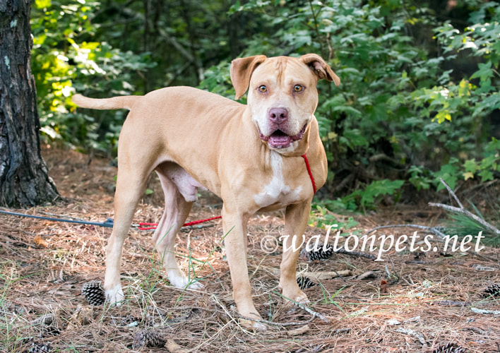 Happy tan male Bulldog Mastiff mix outside on leash Picture