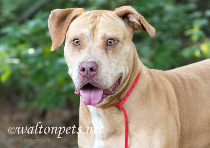 Happy tan male Bulldog Mastiff mix outside on leash Picture