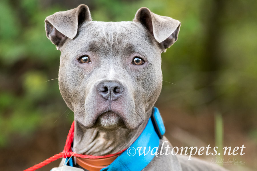 Female blue Pitbull outside on leash with wide blue collar Picture