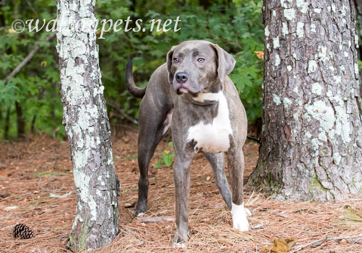 Blue nose silver Lab Weimaraner mix breed dog outside on leash Picture