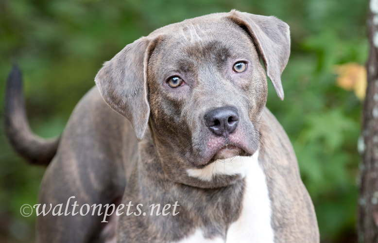 Blue nose silver Lab Weimaraner mix breed dog outside on leash Picture