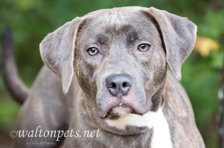 Blue nose silver Lab Weimaraner mix breed dog outside on leash Picture