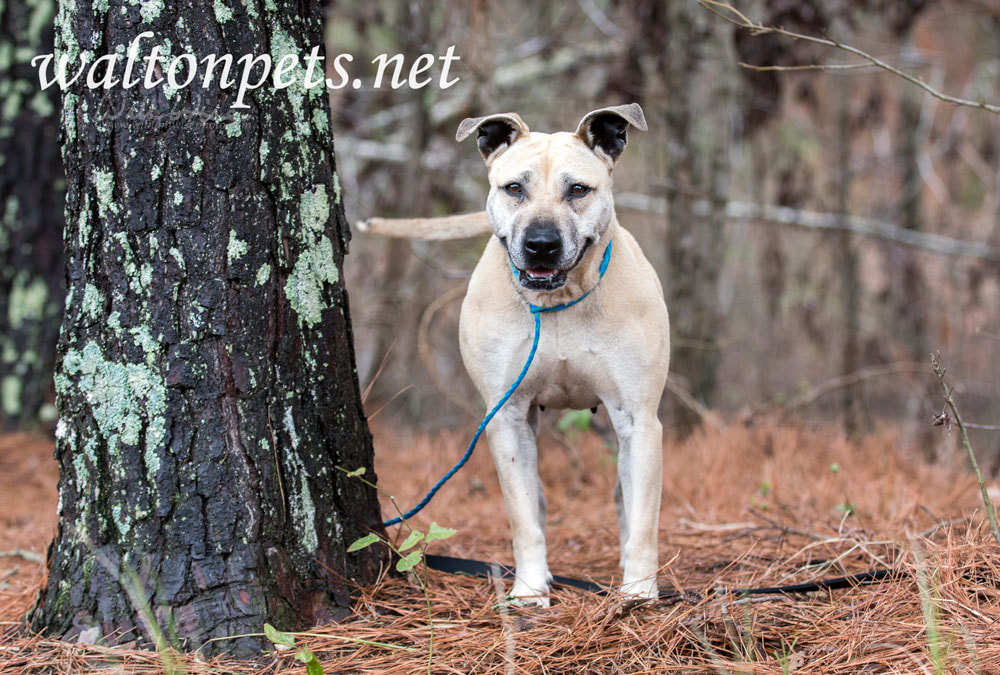 	Happy smiling tan dog wagging tail Picture