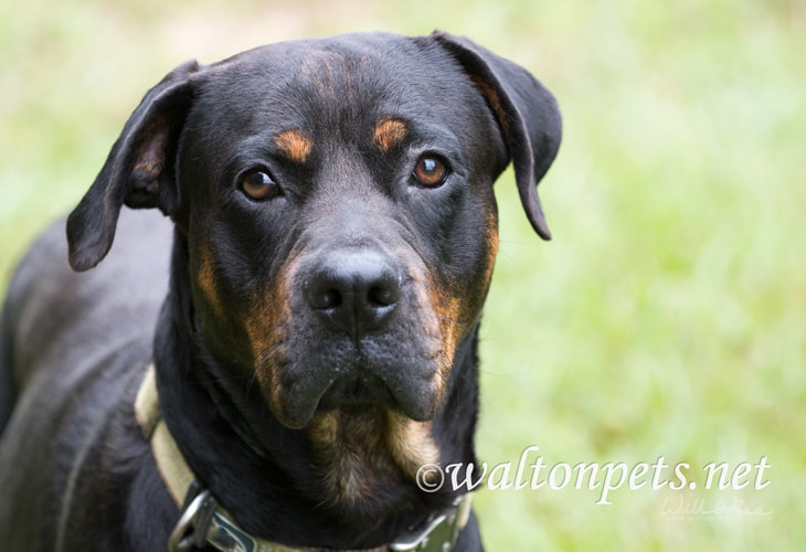 Rottweiler dog portrait with negative copy space on right Picture