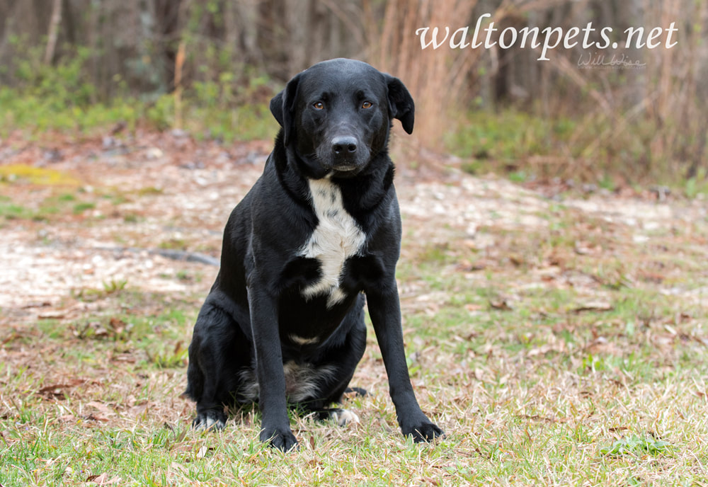Border Collie Labrador Retriever mixed breed dog Picture