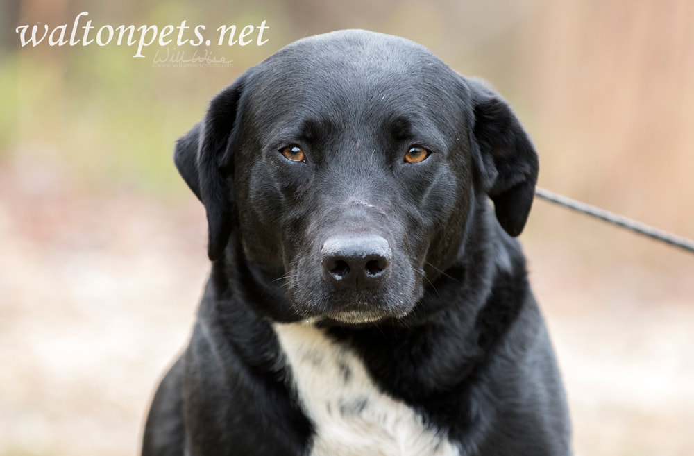Border Collie Labrador Retriever mixed breed dog Picture