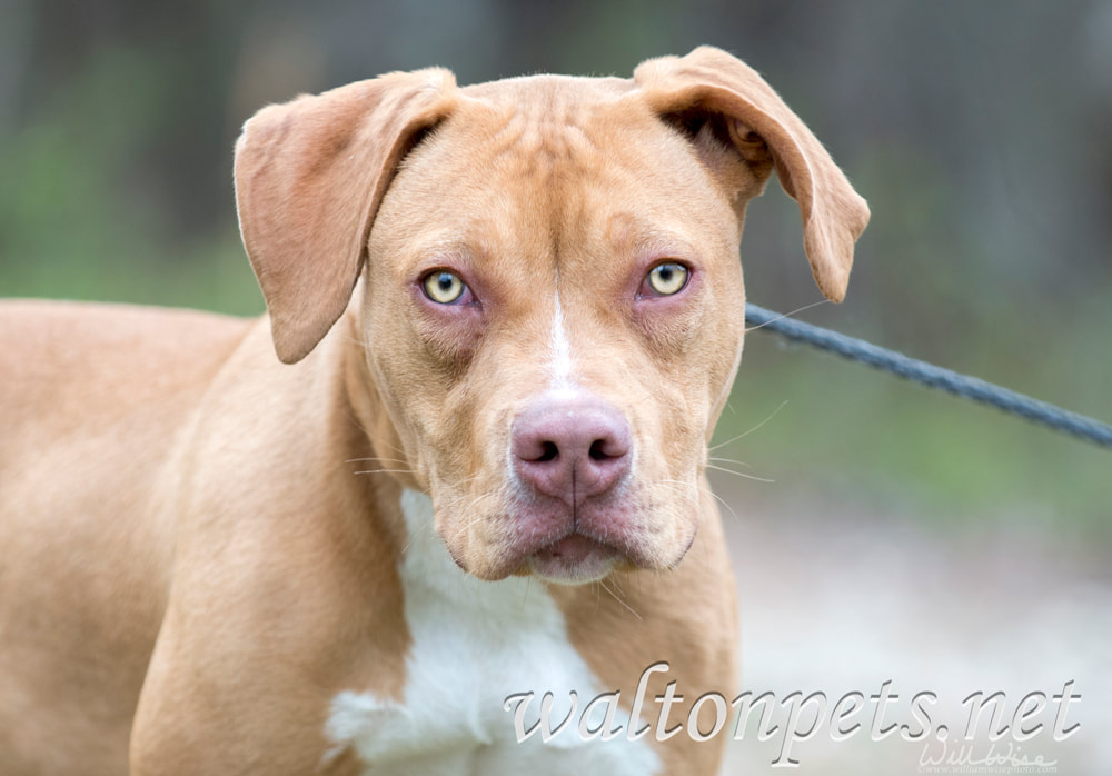 	Tan Pitbull puppy dog outside on leash Picture