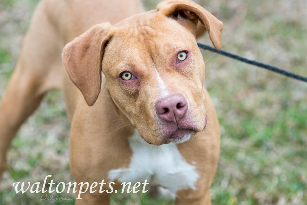 Happy playful pitbull puppy dog Picture